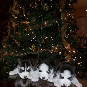 Meet your Posher, Mike